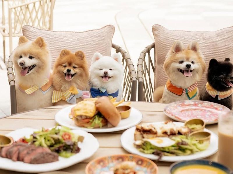 post_Paws_for_a_Cause-_A_Tail-Wagging_Day_at_Dorsett_Ka_h.jpg