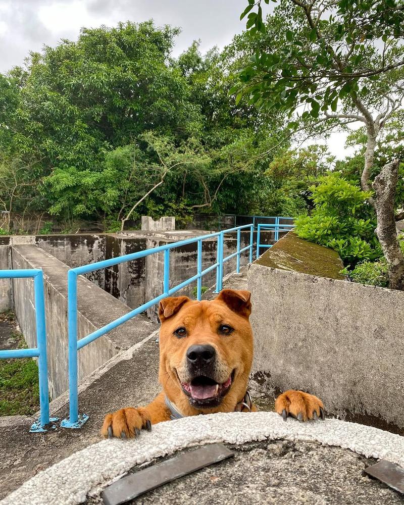 Japanese Battery Hill