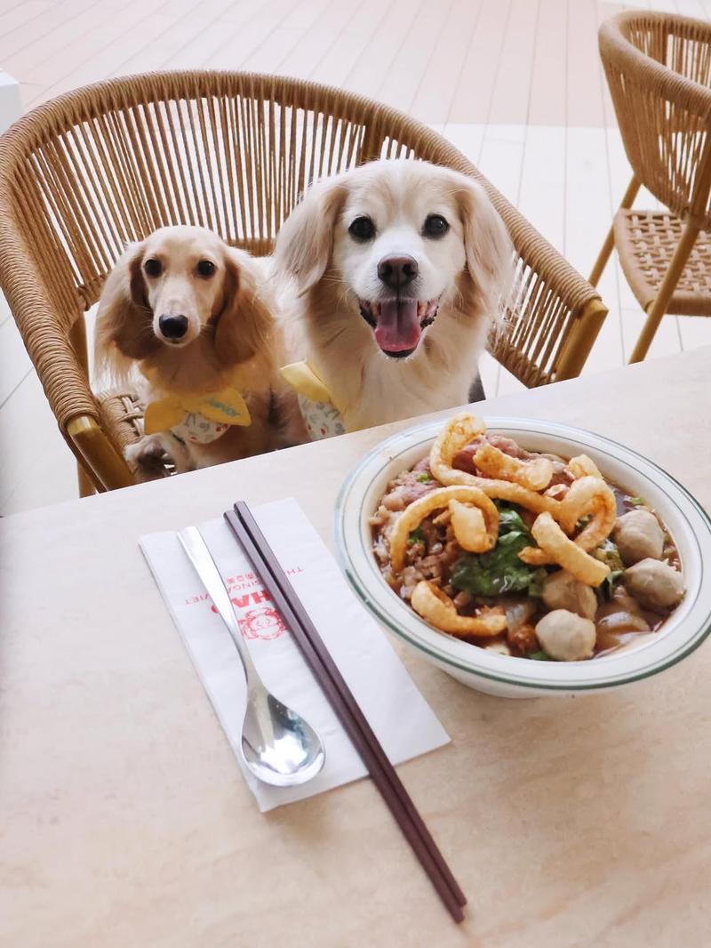 Chao Thai Singa Viet